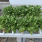 Jardin horizontal 60 plantes – pack