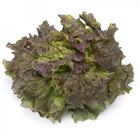 Roter Batavia-Salat CLARINSKI Saatgut – 5.000 Samen