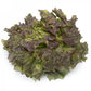 Red Batavia Lettuce CLARINSKI Seeds – 5,000 seeds