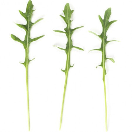 Rocket SINOPE Seeds – 1,000,000 seeds