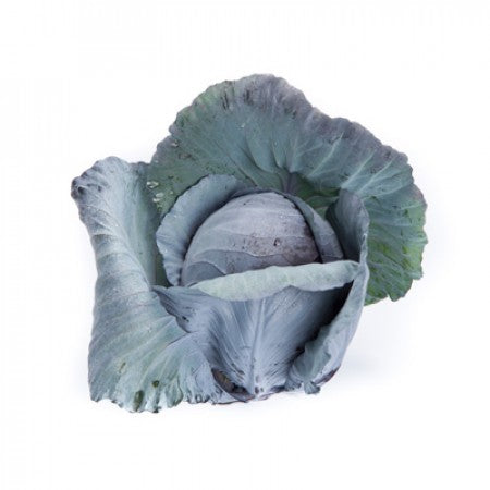 Red Cabbage REDMA F1 Seeds – 2,500 seeds