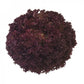 Laitue Lollo Rossa CONCORDE – 5 000 graines