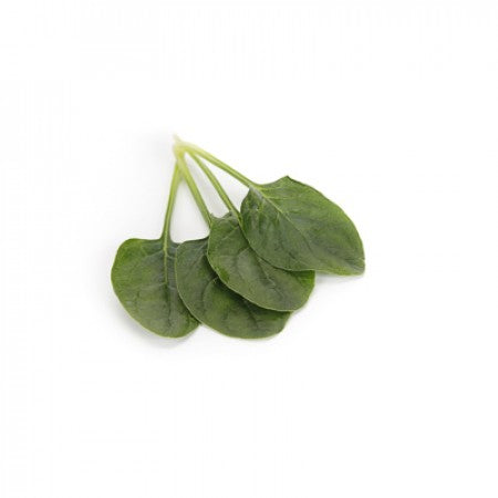 Spinach PRONGHORN F1 Seeds – 100,000 seeds