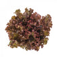Lattuga Batavia Rossa – semi confettati (50 pz)