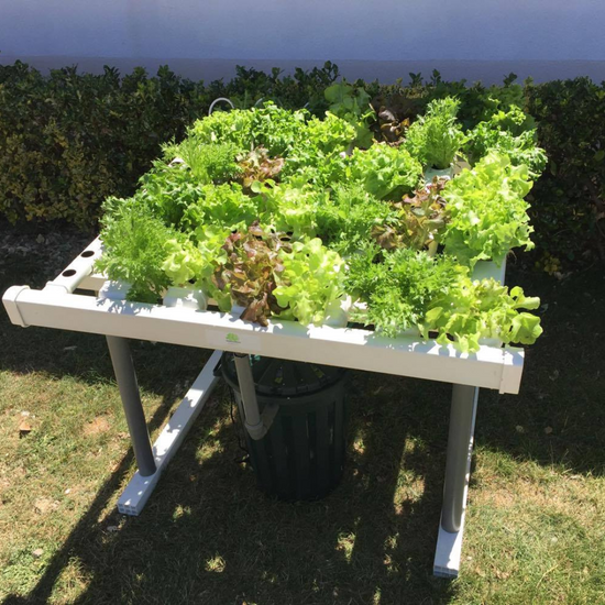 Horizontal Garden - 60 plants