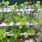 Vertical Mobile Garden - 160 plants