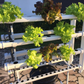 Vertical Mobile Garden - 70 plants